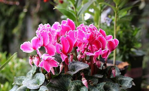 浇水技巧：堪土浇水才是王道