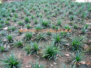 麦冬草的种植费用与地区差异