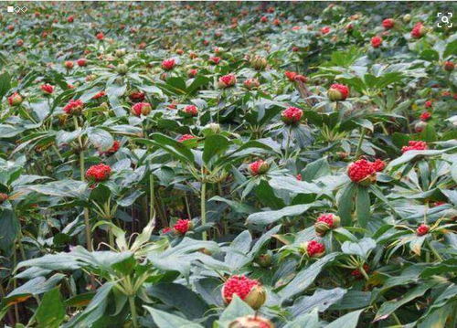 重楼种子育苗技术