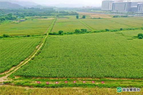 如何科学栽培大绿豆，实现高产