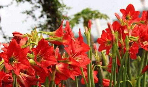 软枝黄蝉果爆红花卉界，与黄蝉有何不同？