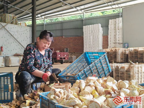 马蹄笋致富秘籍：高效种植与管理技巧视频教程