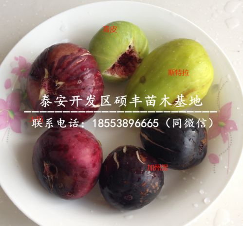 无花果生长适宜温度是多少度？