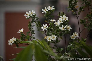 栀子花喜阴，为什么它不需要阳光
