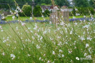 湖北地区花草种植建议