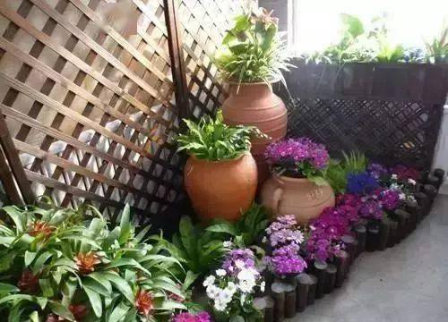 小番茄：阳台上的小美人鱼