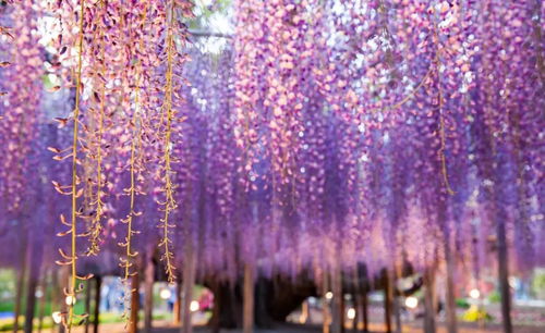 紫藤生长，得用心呵护