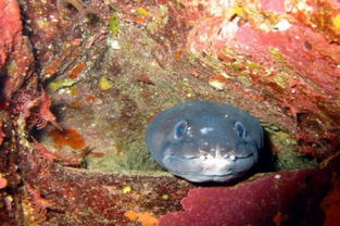 丝尾海鳗，深海神秘生物