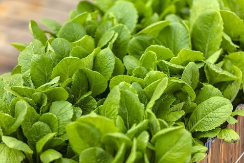 青菜虫用什么农药杀灭效果最好？青菜生虫喷哪种农药水效果佳？