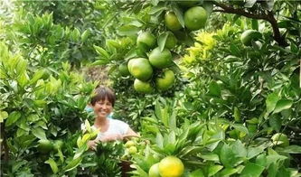 内乡县月季产业的崛起之路