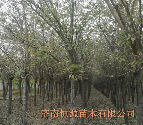 榆树的价值， 不仅仅是价格嫩衡量的