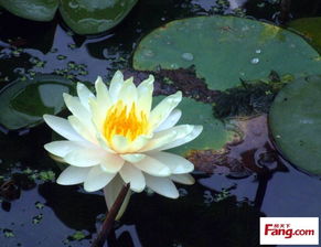 紫色睡莲：神秘与深思