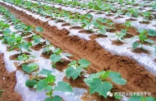 阳光与通风：胡椒树苗的户外乐园