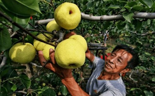 梨成熟期不再使用化学农药防治害虫？
