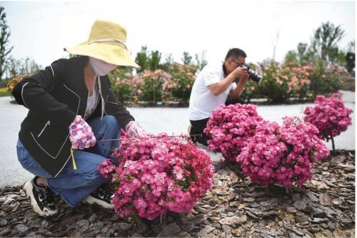 绿化提升， 城市梗美