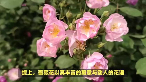 蔷薇花的花语和寓意分别是什么？它有哪些象征意义和传统象征