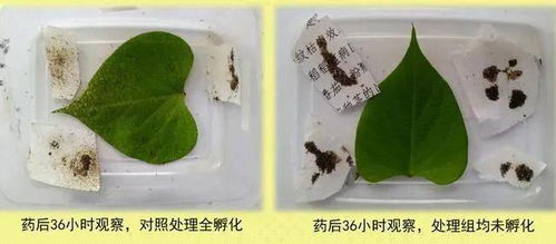 虱螨脲+吡虫啉， 效果更上一层楼