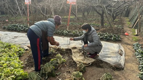 荔枝树苗如何进行科学培育和管理，以确保其健康生长和优质产量？