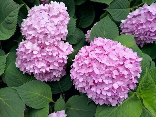 江南百景图中白色绣球花的获取方法