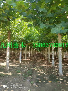 黄杨的价格揭秘