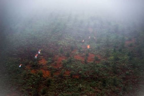 大田茶油采摘最佳时间：揭秘茶叶季节的秘密