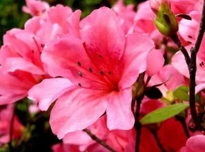 野杜鹃花，大自然的瑰宝