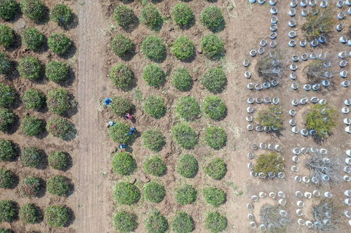 苗木行业的致富之道：如何精准布局？