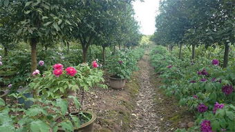 一月份：小寒到大寒，休眠中的牡丹防寒工作要紧