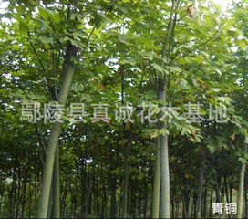 苗木品种那么多，你Zui喜欢哪一个？