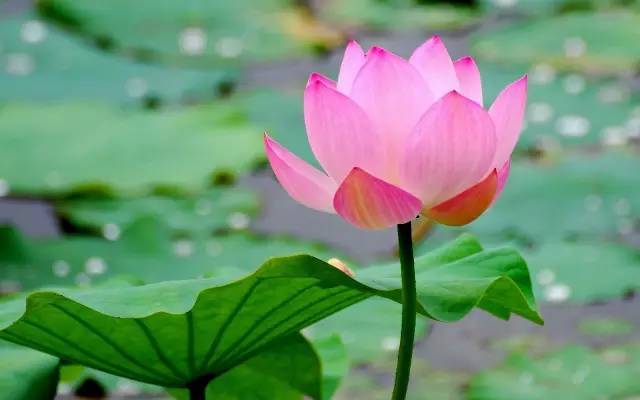 吉祥果新浪博客揭秘：揭秘吉祥果新浪博客