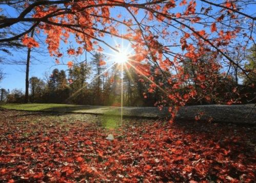 夏天的火焰， 大自然的恩赐