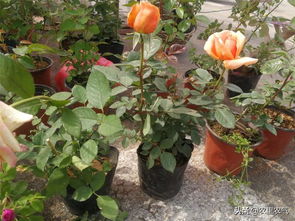 六月份月季花的管理要点