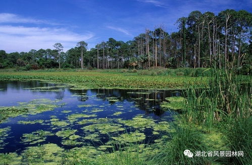 水体与环境的和谐融合