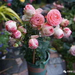 月季小苗冬季如何修剪？如何让来年花开更盛