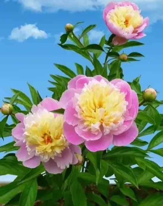 牡丹花叶子形状多样，你知道都有哪些吗