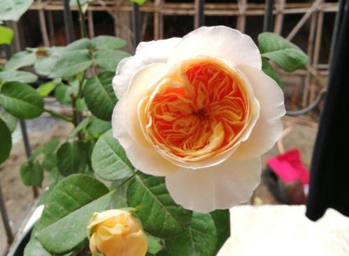 夏天月季会变丑吗？这8种耐热品种，真的越开越美吗呃？