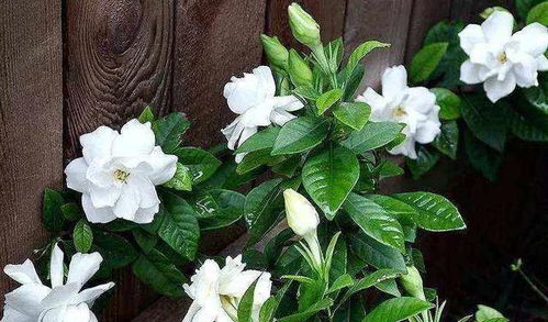 栀子花老叶子枯，是缺水还是病虫害