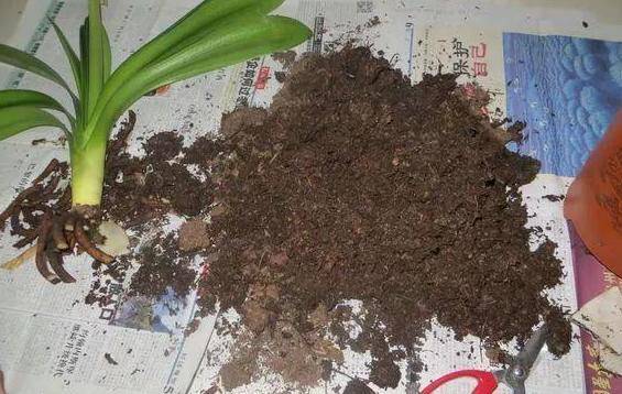 珊瑚栽叉烂根，是土壤问题还是水质问题