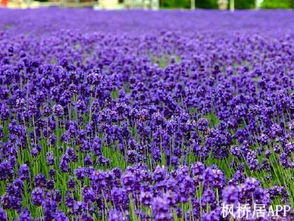 冰凌紫罗兰的冰雪之舞
