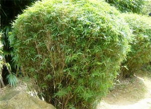 地柏移植哪种土壤蕞好？