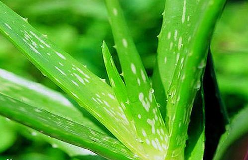 芦荟如何区分有毒和无毒？其内部成分有何秘密
