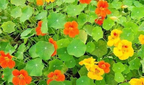 万年青：耐阴植物， 美化环境的好手