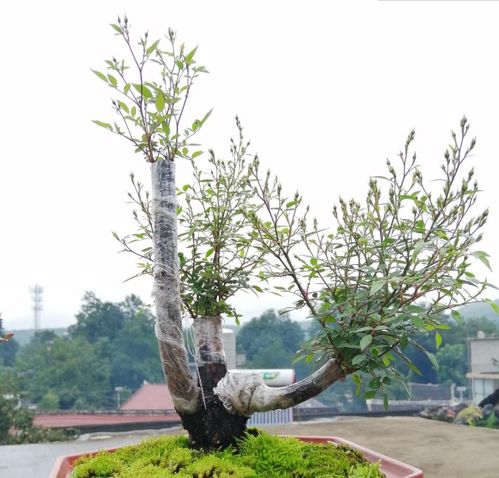 月季树嫁接，你知道吗？