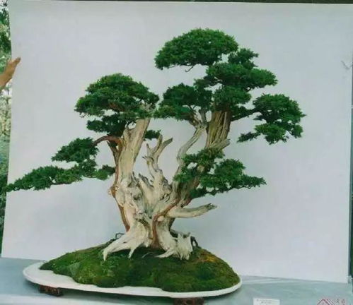 松树造型与截口流胶处理