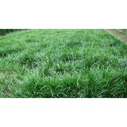 路边细长叶草，你知道它是啥吗？