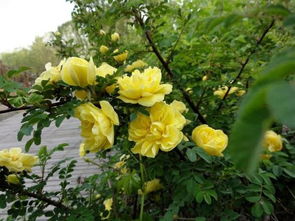 黄刺玫：阳光下的金色瀑布