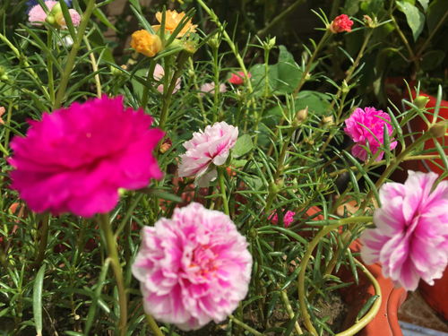 波斯菊， 耐寒又美观