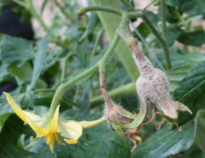 灰霉病防治，丙环唑来帮忙？