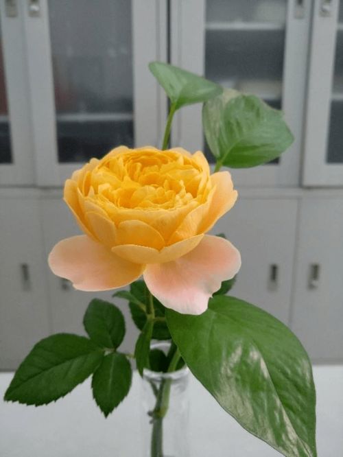 金丝雀月季：阳台的活泼小精灵