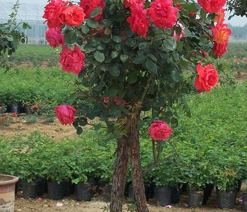 南方气候对树桩月季的影响